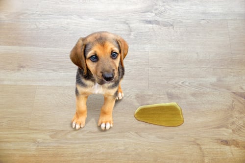 Dog-vinyl-plank