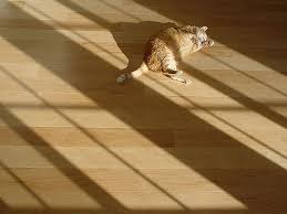 hardwood flooring - pet friendly